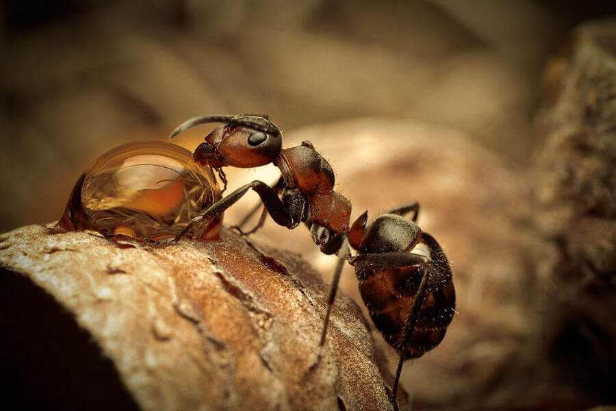 Обработка от муравьёв
